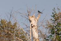 Tawas-Point-State-Park-26