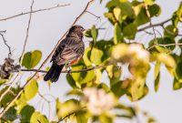 Tawas-Point-State-Park-28