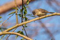 Tawas-Point-State-Park-30