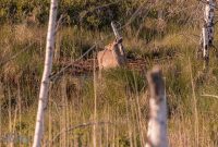 Tawas-Point-State-Park-31