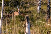 Tawas-Point-State-Park-32