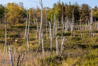 Tawas-Point-State-Park-33
