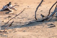 Tawas-Point-State-Park-34