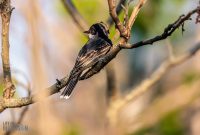 Tawas-Point-State-Park-35