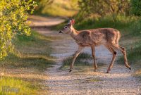 Tawas-Point-State-Park-37