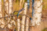 Tawas-Point-State-Park-38