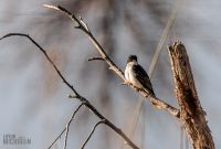 Tawas-Point-State-Park-39-2