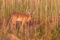 Tawas-Point-State-Park-39