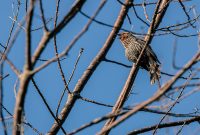 Tawas-Point-State-Park-40-2