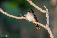 Tawas-Point-State-Park-40