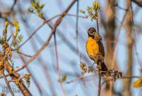 Tawas-Point-State-Park-41-2