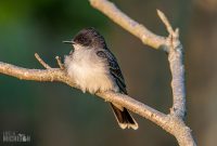 Tawas-Point-State-Park-41