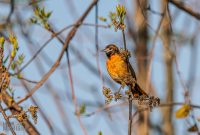 Tawas-Point-State-Park-42