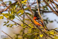 Tawas-Point-State-Park-43