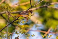 Tawas-Point-State-Park-44