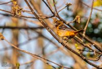 Tawas-Point-State-Park-45