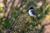 Tawas-Point-State-Park-46