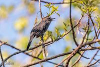 Tawas-Point-State-Park-47