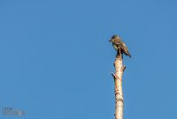 Tawas-Point-State-Park-50
