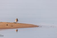 Tawas-Point-State-Park-51