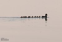 Tawas-Point-State-Park-52