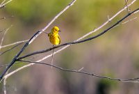 Tawas-Point-State-Park-55