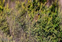 Tawas-Point-State-Park-56