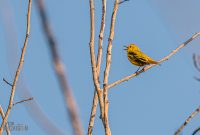 Tawas-Point-State-Park-58