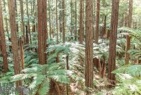 Travel-Ideas-North-Island-New-Zealand-74