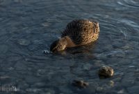 Travel-Ideas-South-Island-New-Zealand-26