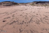 UP-Fall-PreFest-2025-16