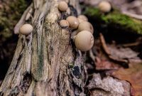 UP-Fall-PreFest-2025-87