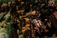 UP-Fall-PreFest-2025-91