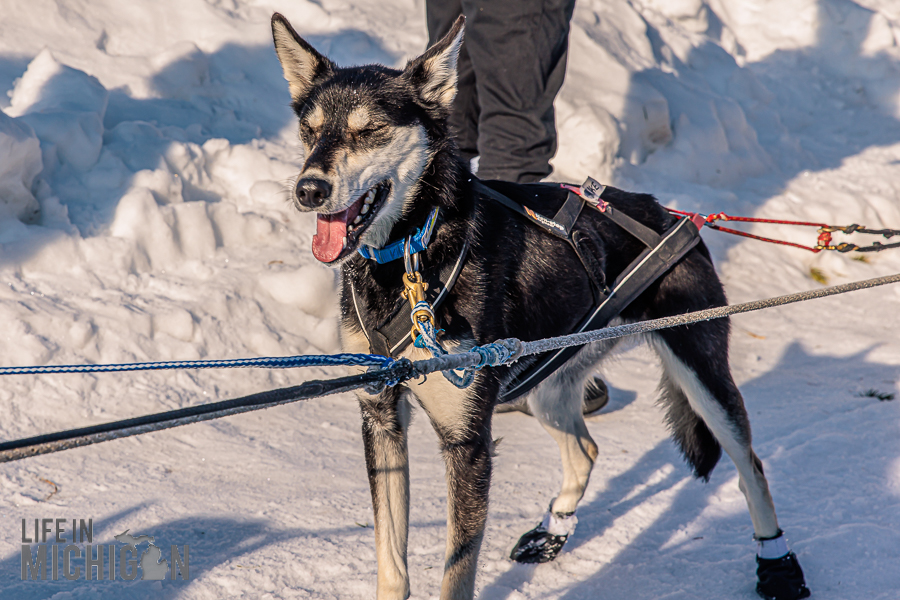UP 200 Sled Dog Race 2026