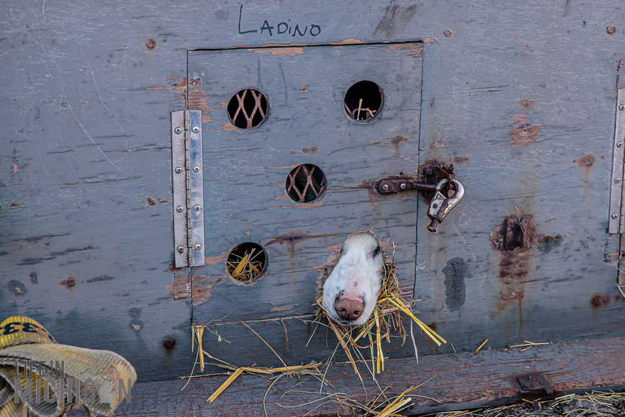 UP 200 Sled Dog Race 2026