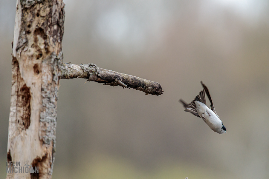 Kensington-Metropark-Wildlife-12