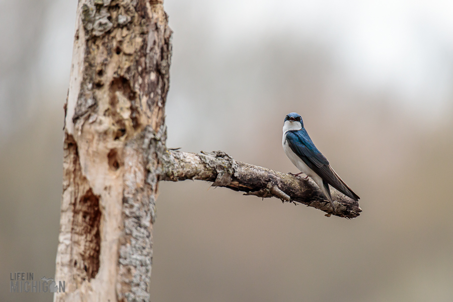 Kensington-Metropark-Wildlife-13