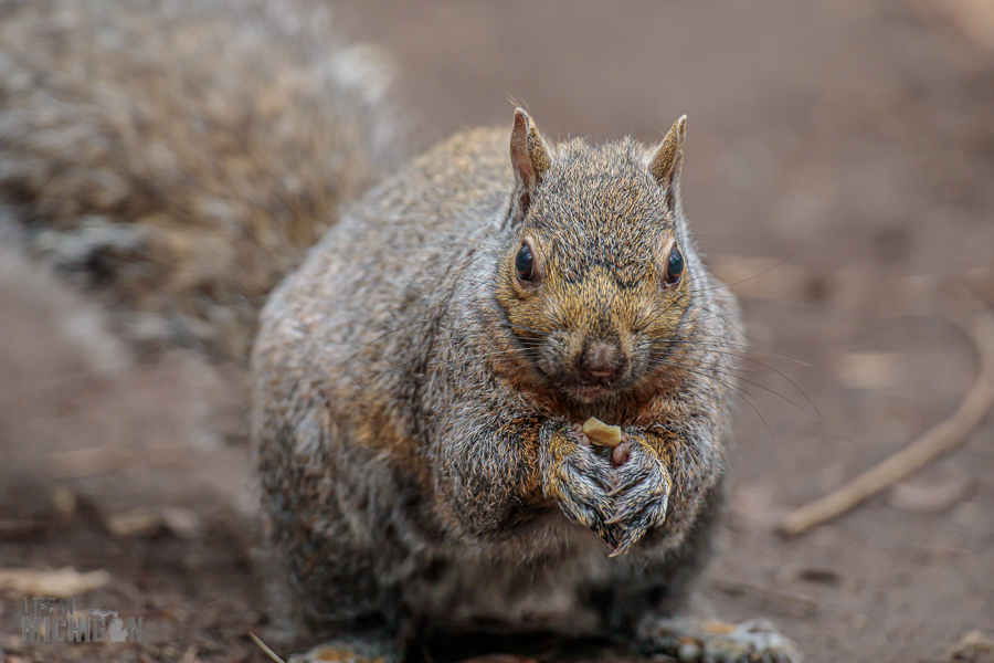 Kensington-Metropark-Wildlife-15