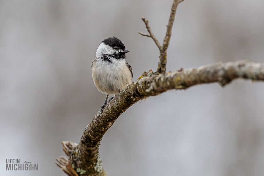 Kensington-Metropark-Wildlife-22