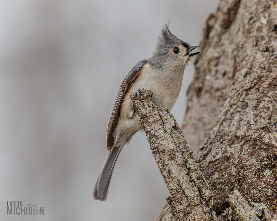 Kensington-Metropark-Wildlife-23