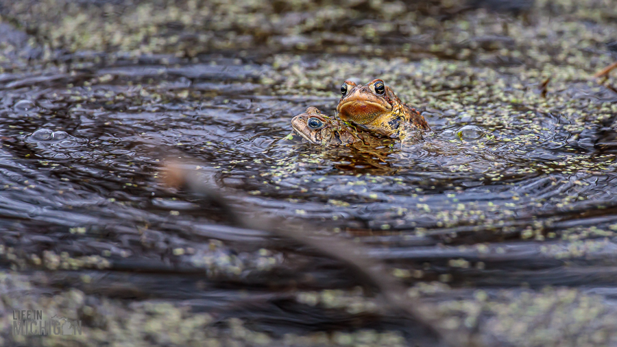 Kensington-Metropark-Wildlife-34