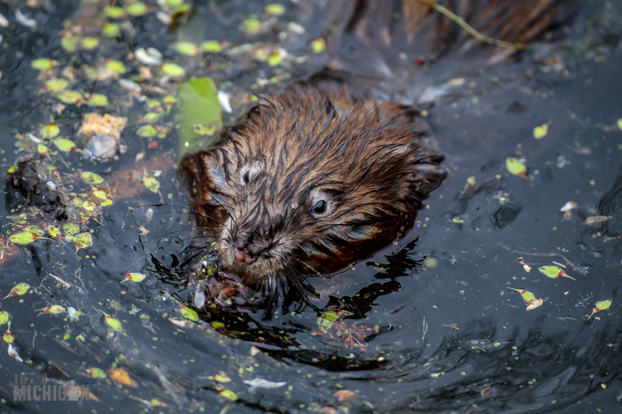 Kensington-Metropark-Wildlife-36