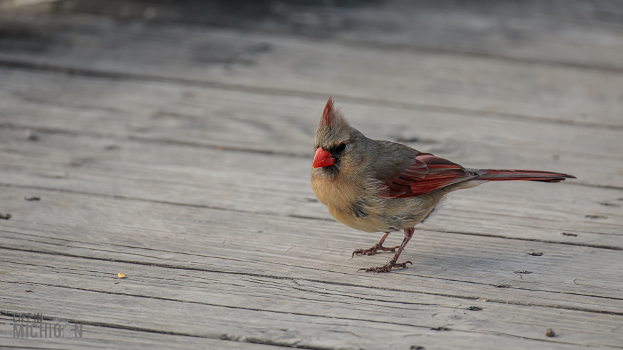 Kensington-Metropark-Wildlife-38