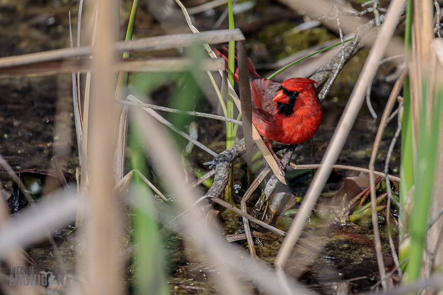 Kensington-Metropark-Wildlife-39