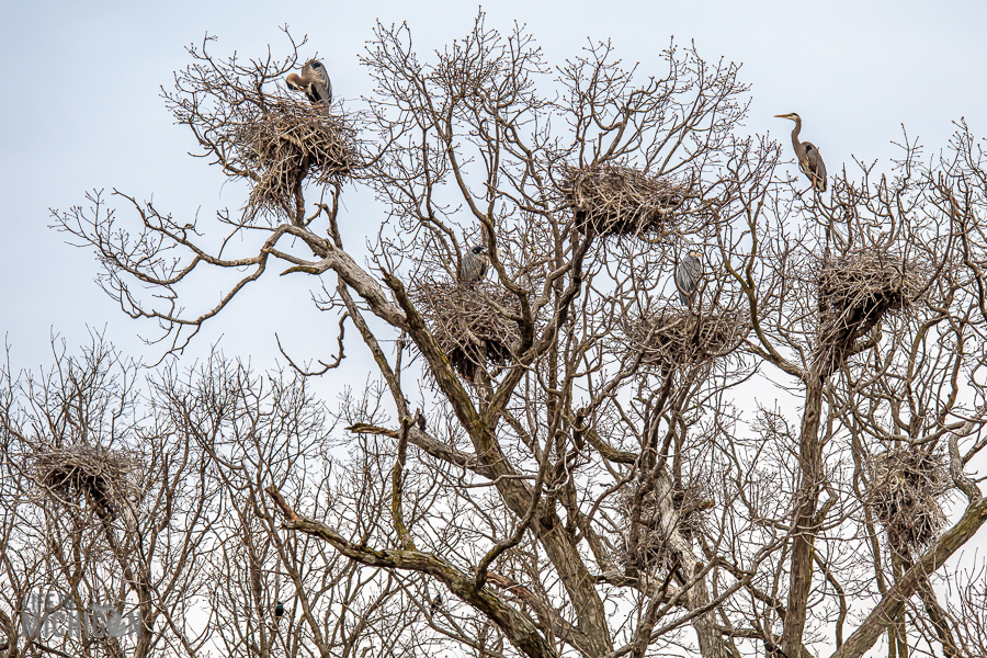 Kensington-Metropark-Wildlife-5