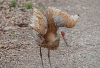 Kensington-Metropark-Wildlife-28