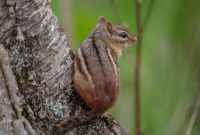 Kensington-Metropark-Wildlife-29