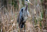 Kensington-Metropark-Wildlife-3