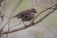 Kensington-Metropark-Wildlife-30