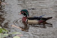 Kensington-Metropark-Wildlife-31